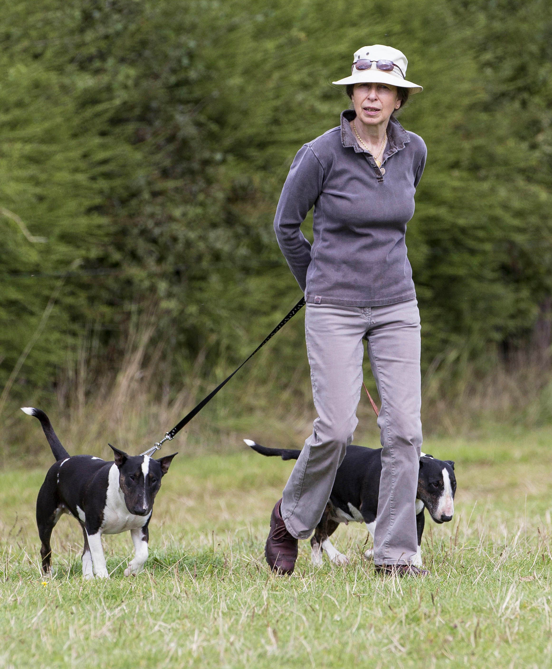 Princess Anne walking his two English Bull Terriers in the forest