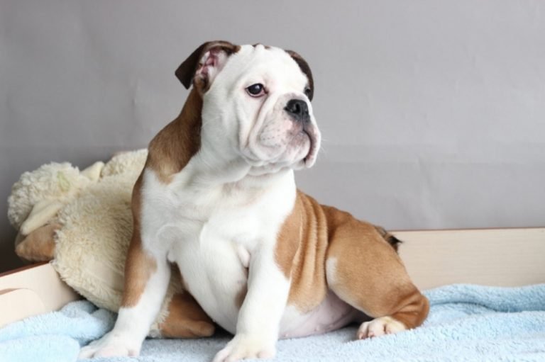 100 Unique Names for English Bulldogs The Paws