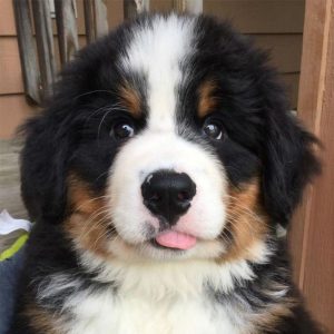 18 Reasons Why You Should Never Own Bernese Mountain Dogs