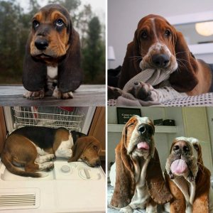23 Reasons Why You Should Never Own Basset Hounds