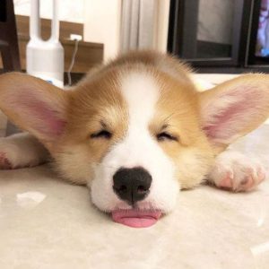 23 Reasons Why You Should Never Own Corgis