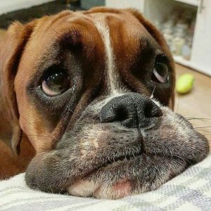 15 Funny Expressions Every Boxer Dog Parent Will Instantly Recognise