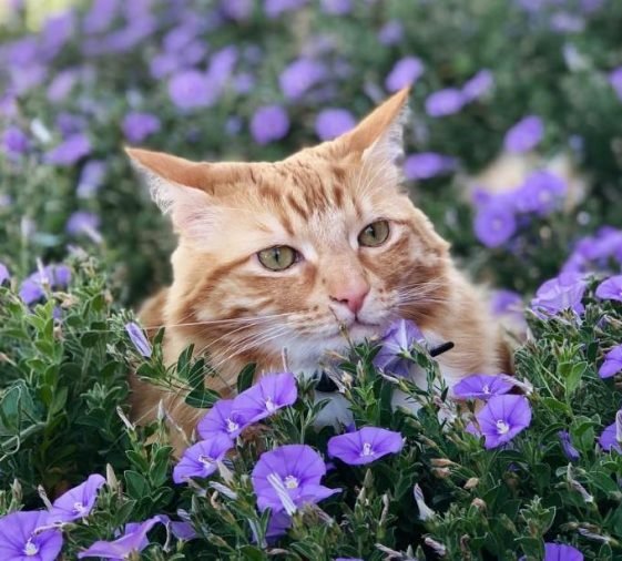 50 Flower Names for Cats The Paws