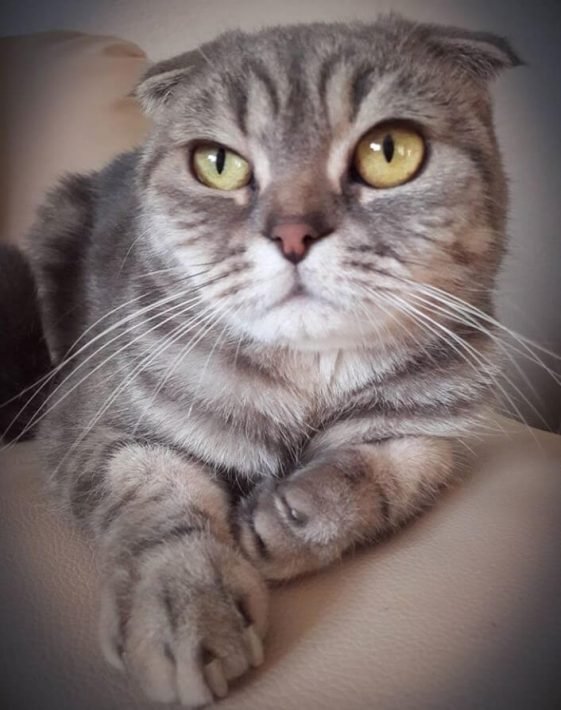 300 Regal Cat Names The Paws