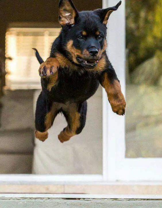 jumping Rottweiler
