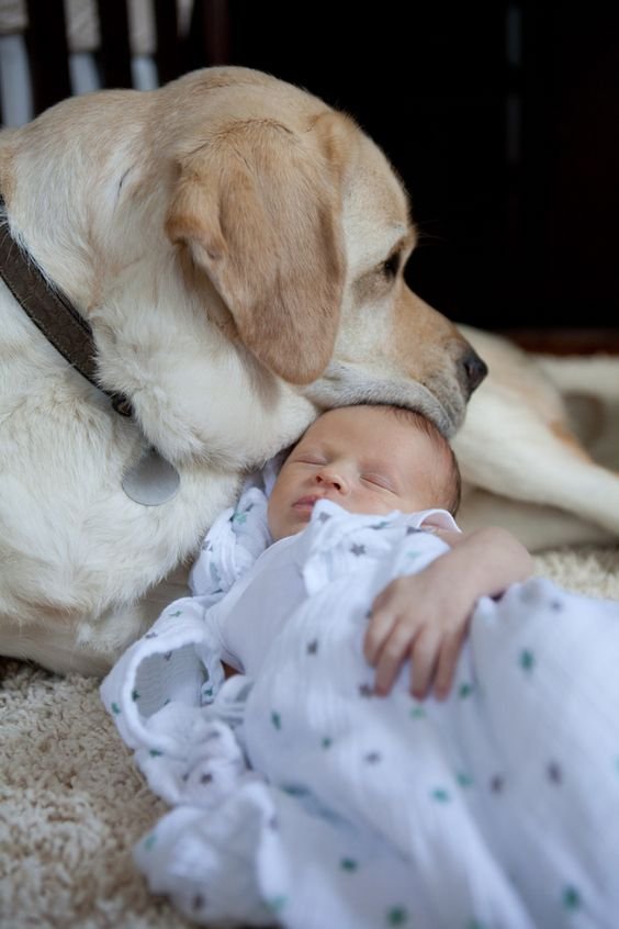 baby sleeping with a Labrador on top of its head