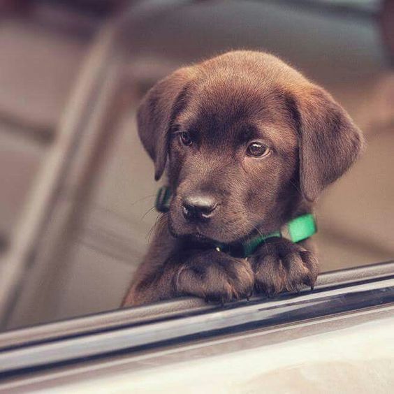 chocolate brown Labrador puppy inside the car by the window