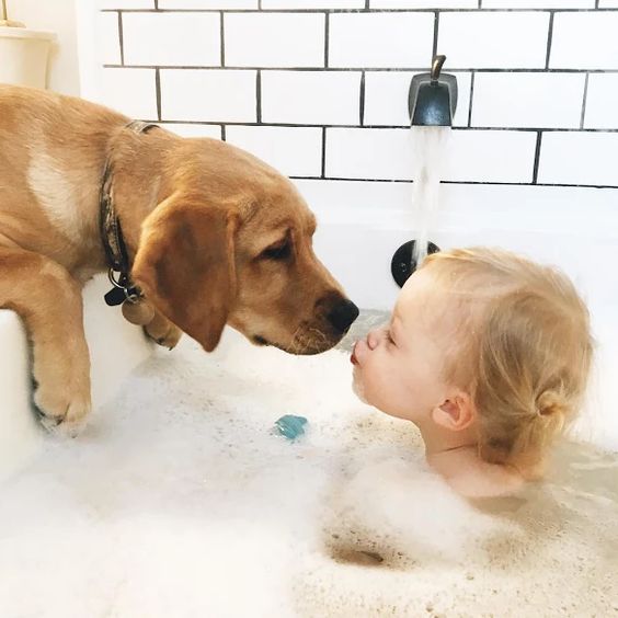 a Labrador kissing a kid in the bathtub