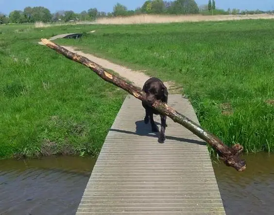 Labrador carrying a large stick