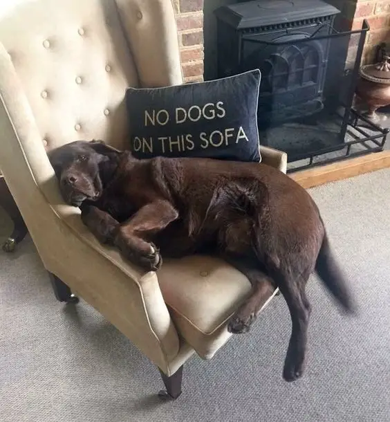 chocolate brown Labrador sleeping on the chair with a pillow 