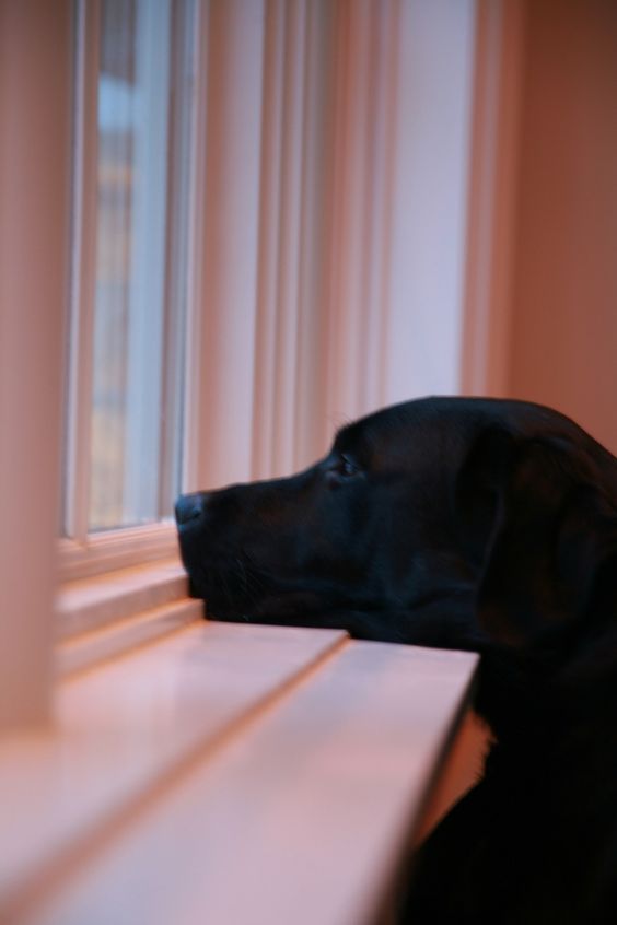 black Labrador resting its face on the windowsill