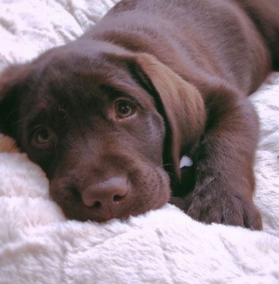 chocolate brown Labrador puppy lying on the bed with its sweet face