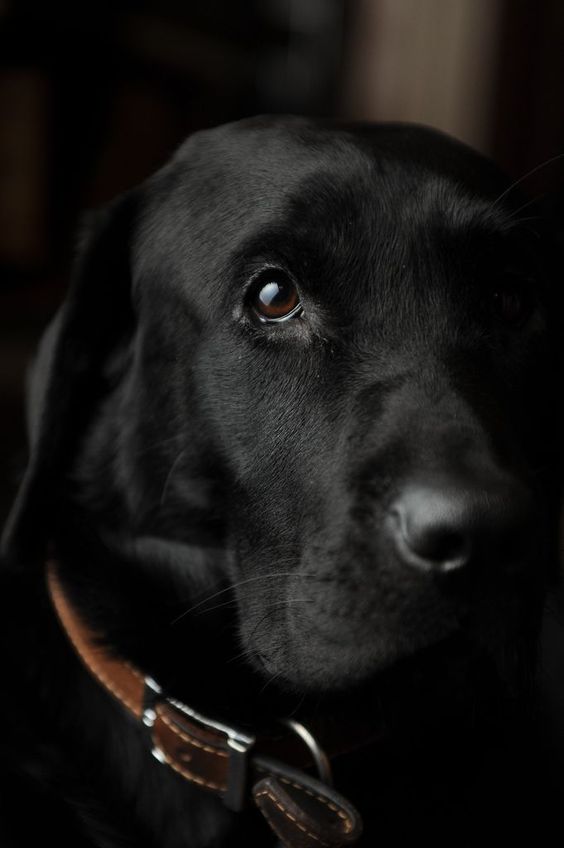 sweet face of a black Labrador