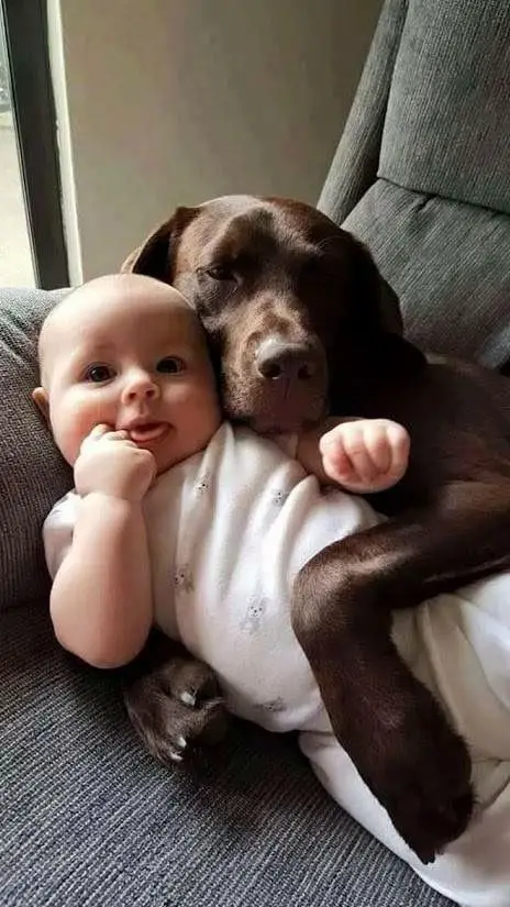 chocolate brown Labrador hugging a baby on the couch