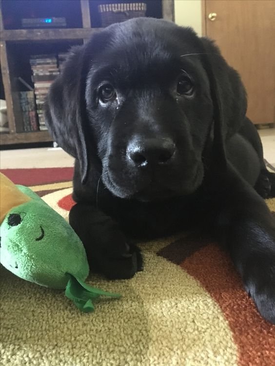 black Labrador puppy lying on the floor