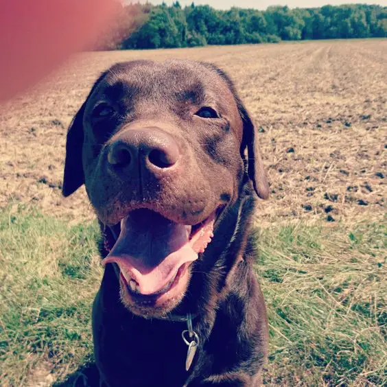 smiling brown Labrador
