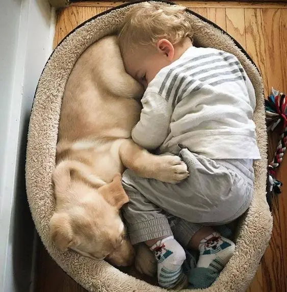 Labrador puppy sleeping on its bed with a baby
