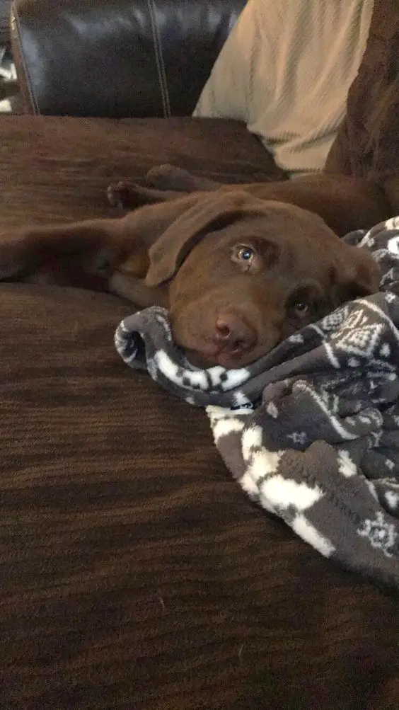 chocolate brown Labrador lying on the couch