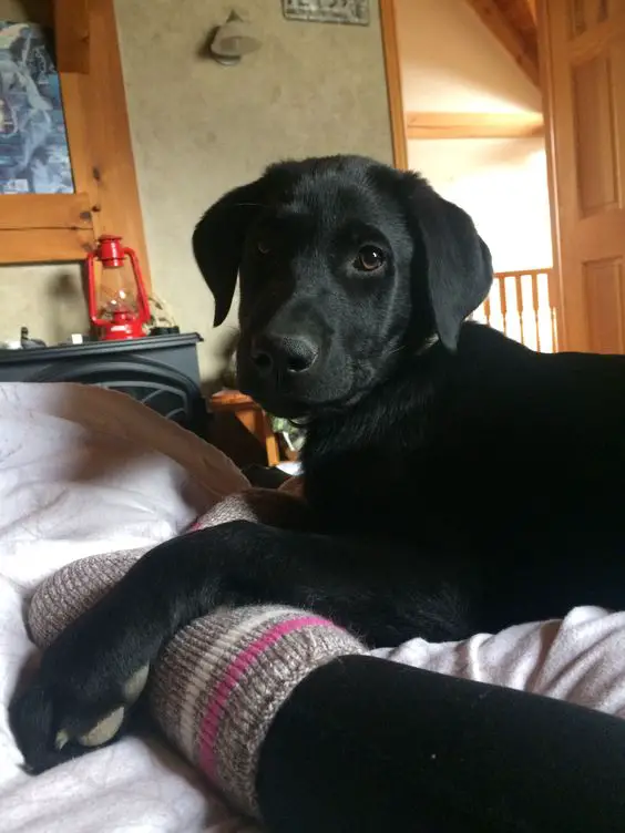 black Labrador lying on the bed
