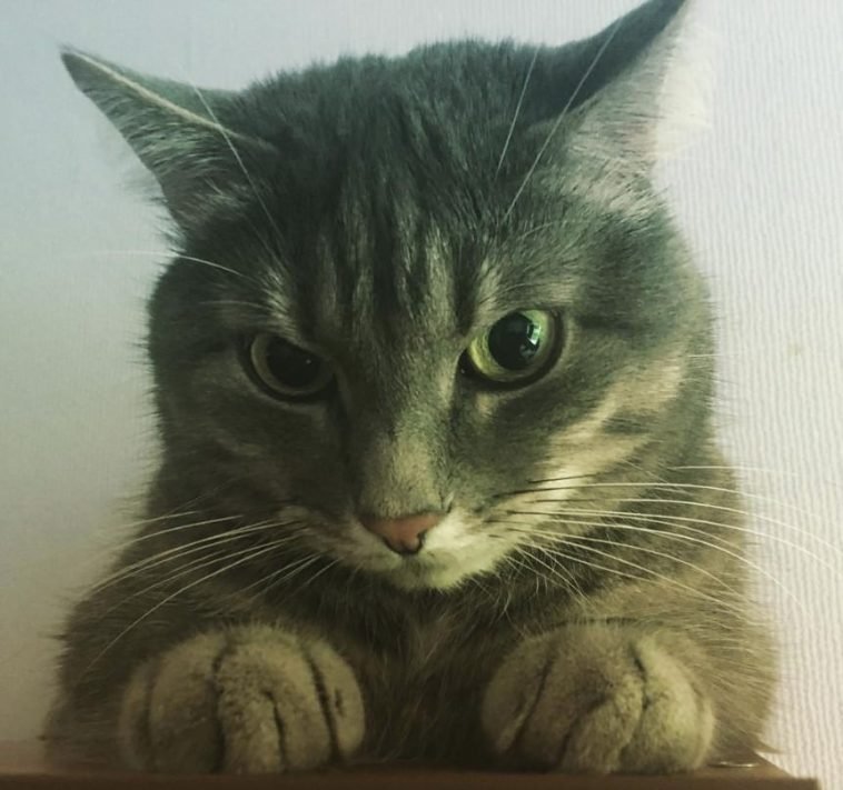 90 Mischievous Cat Names The Paws
