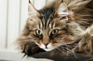 160 Norwegian Cat Names - The Paws