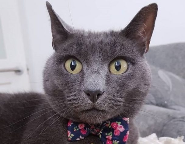 80-old-lady-names-for-cats-the-paws