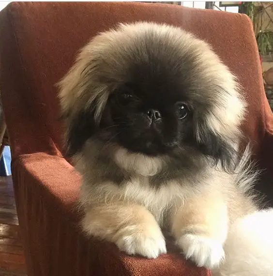 cute Pekingese dog sitting on the couch
