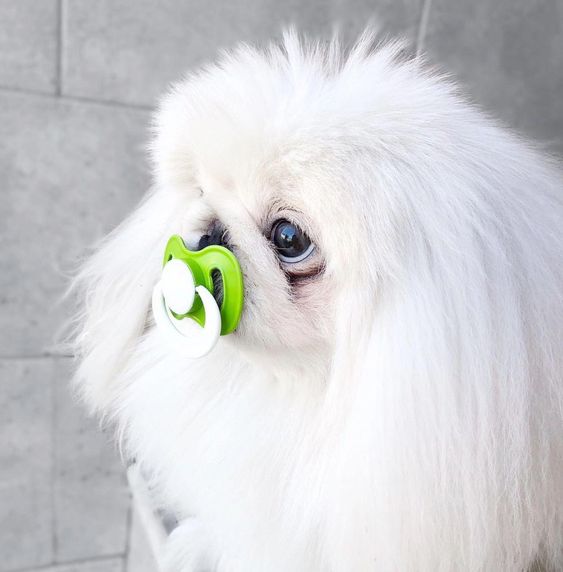 white Pekingese sucking a pacifier