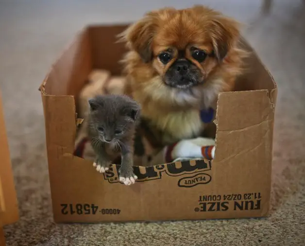 Pekingese with a cat inside a cardboard box