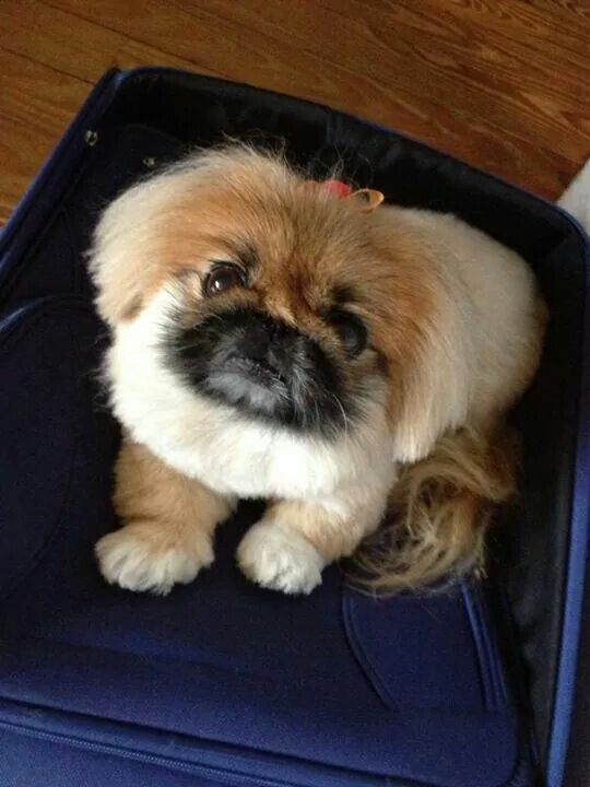 Pekingese sitting on top of a suitcase