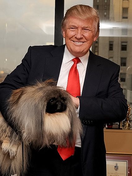 Donald Trump standing while carrying Pekingese dog