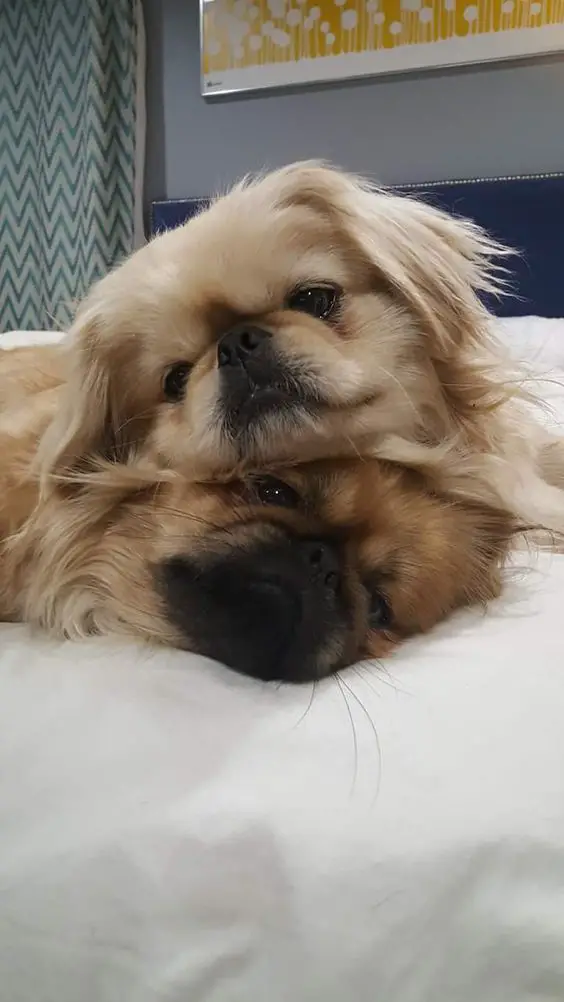 two Pekingeses on top of each other lying on the bed