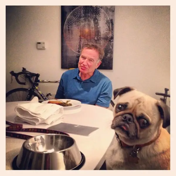 Boxer in the dinner table with his Pug