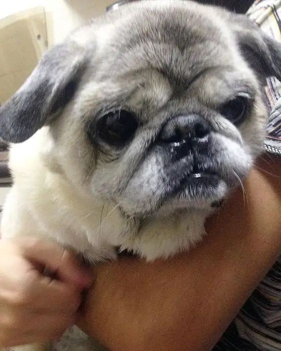 Pug on its owner's arms