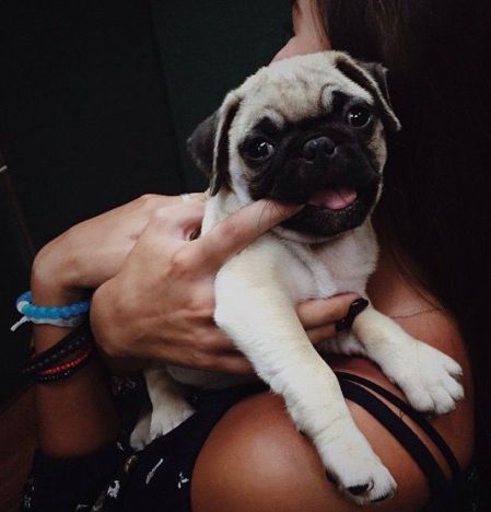 Pug on its owner's arms while biting its fingers