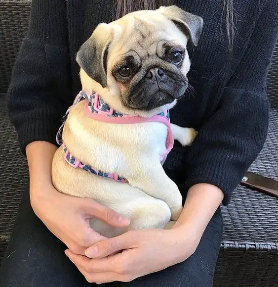 Pug sitting on its owner's lap