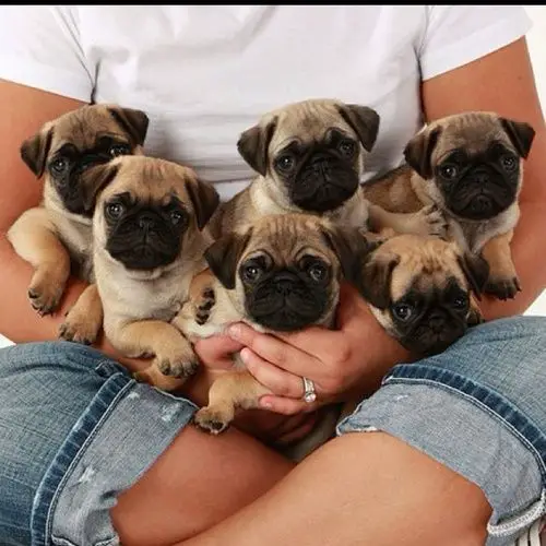 girl holding a bunch of Pug puppies in her arms