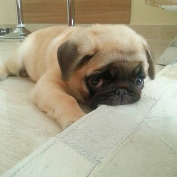 Pug lying down on the floor while biting the carpet