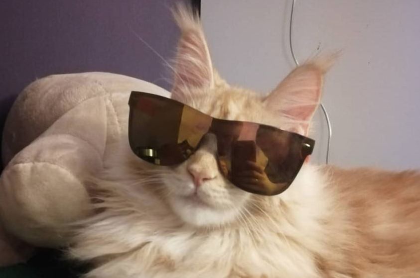 110-rapper-cat-names-the-paws