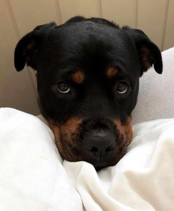 Rottweiler dog's face on the bed