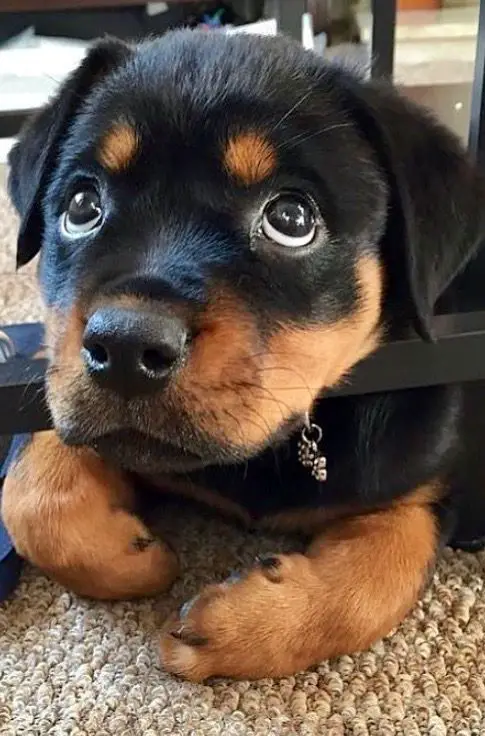 Rottweiler puppy under the table