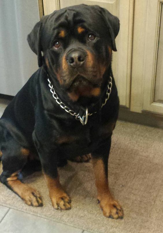 Rottweiler dog sitting on the floor