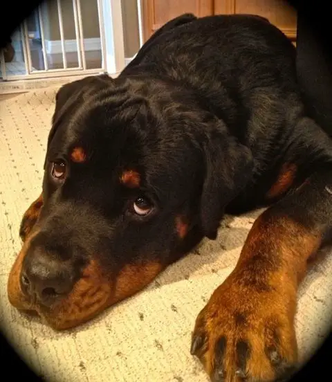 Rottweiler on the floor with its begging face