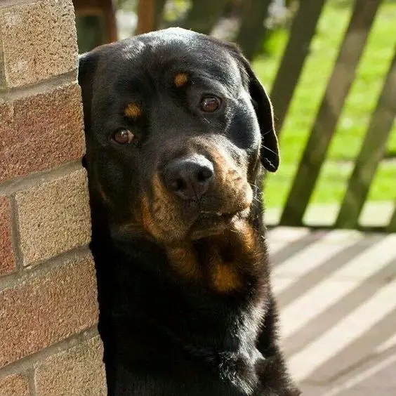 Rottweiler dog sitting on the floor behind the corner of the wall