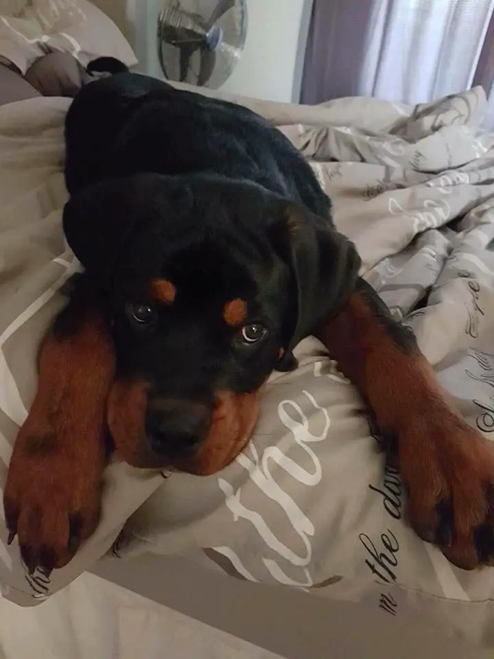 Rottweiler on the bed