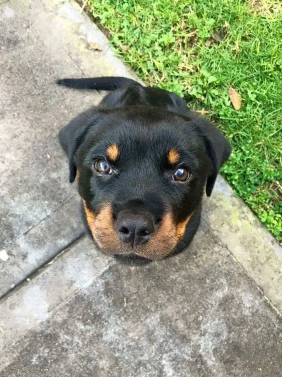 Rottweiler dog sitting on the ground while looking up