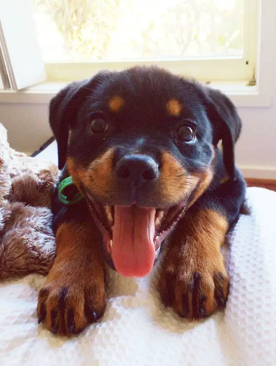 excited Rottweiler on the edge of the bed