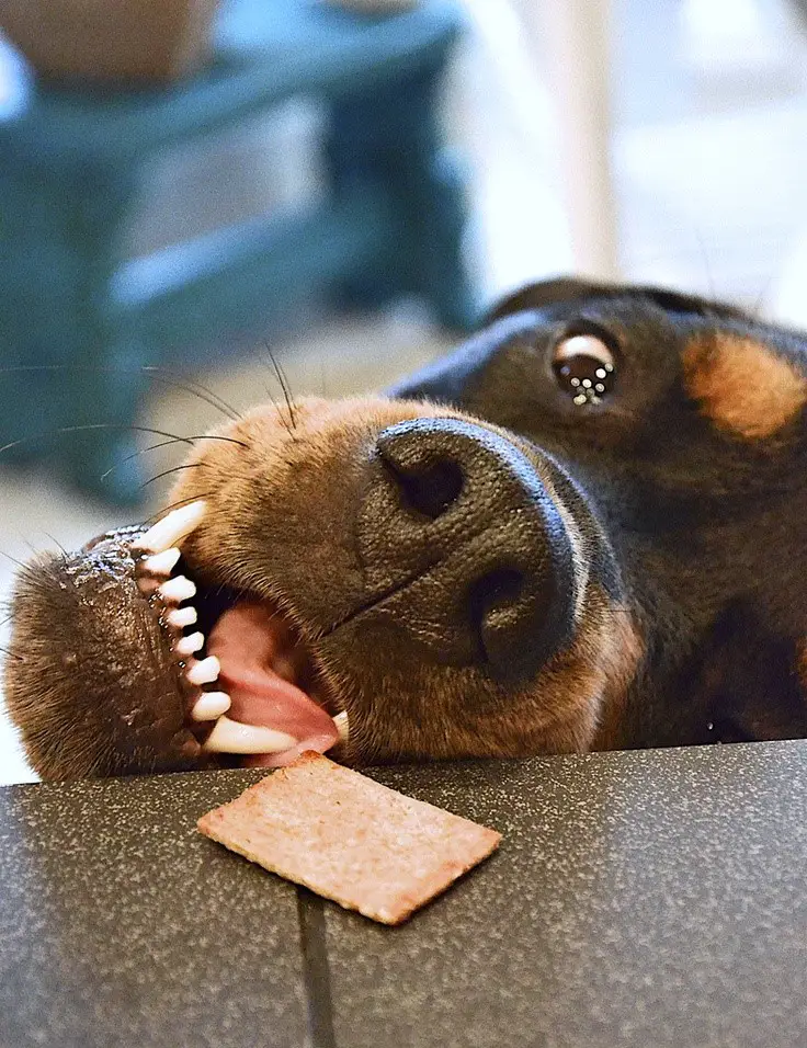 Rottweiler on the edge of the table trying to get the biscuit