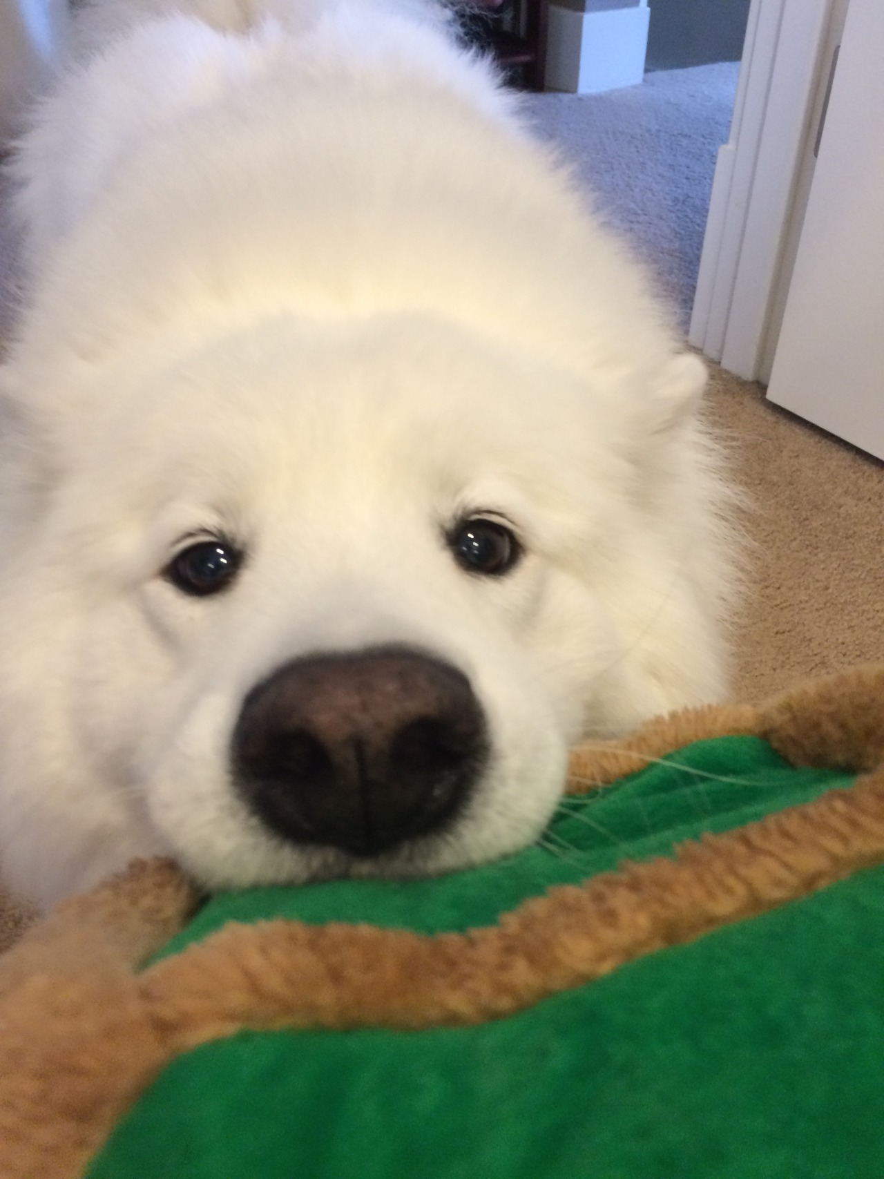 cute begging face of Samoyed