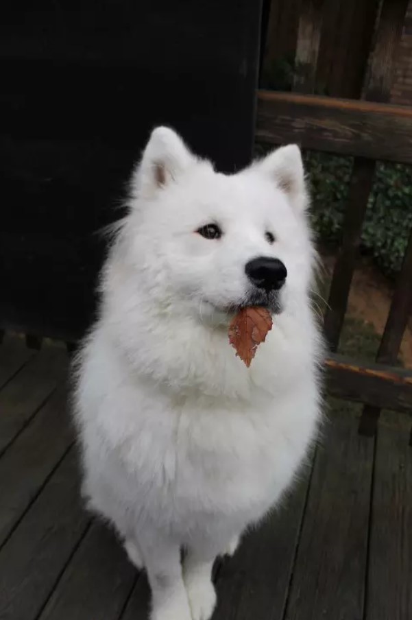 Samoyed dog sitting on the wooden floor with dried leaves on its mouth